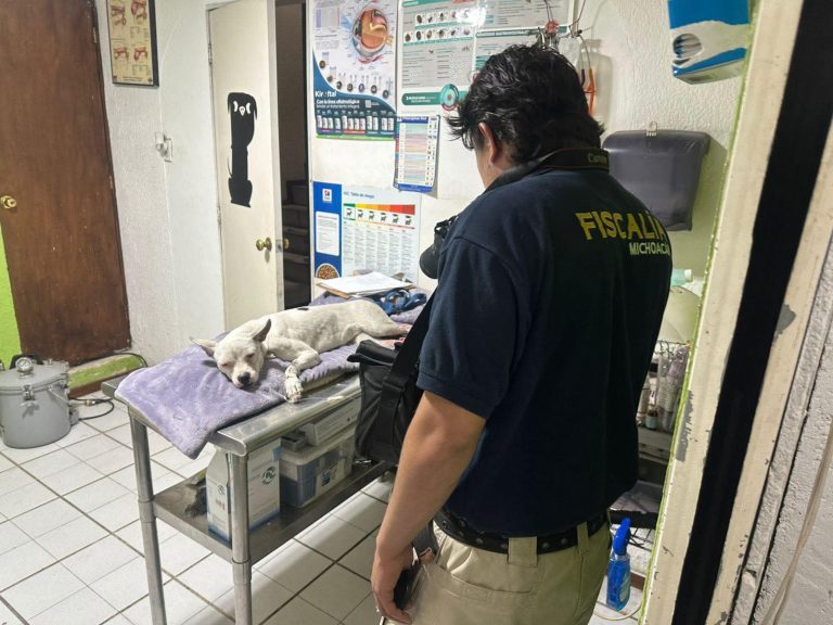 La Policía Auxiliar cubre tratamiento de perrito herido, en Morelia