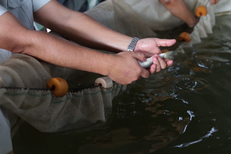 Pescado blanco de Pátzcuaro será protegido con Indicación Geográfica