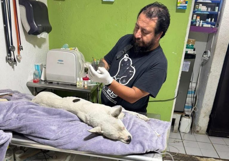 Se dará en adopción a perrita maltratada por ex policía auxiliar 