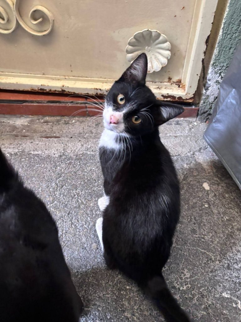 En Morelia, feria de adopción se realiza quincenalmente en el parque 150