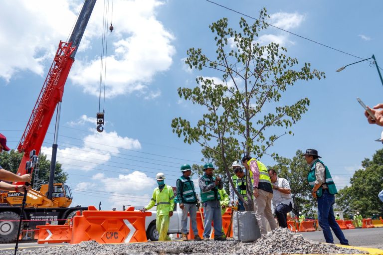 Reubicarán más de 100 árboles por obra de distribuidor salida a Pátzcuaro