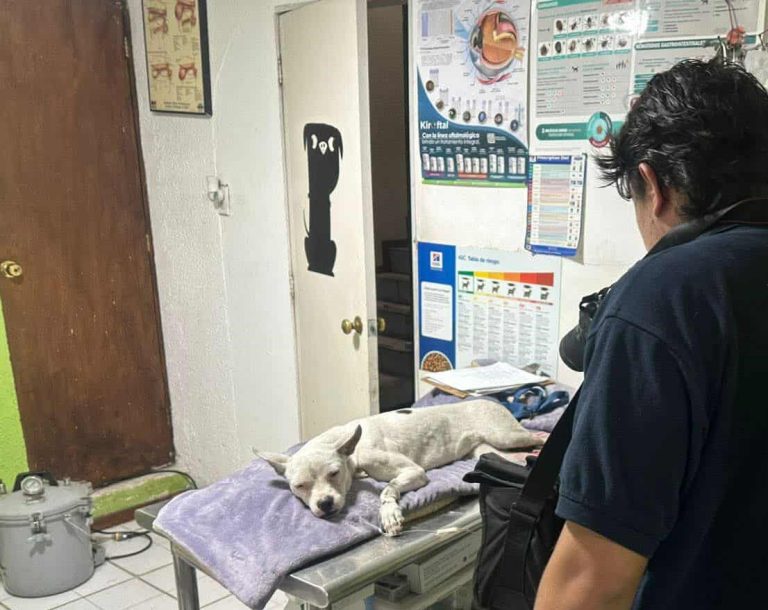 Separan elemento de la Policía Auxiliar por maltrato animal y cubren atención de perro atropellado