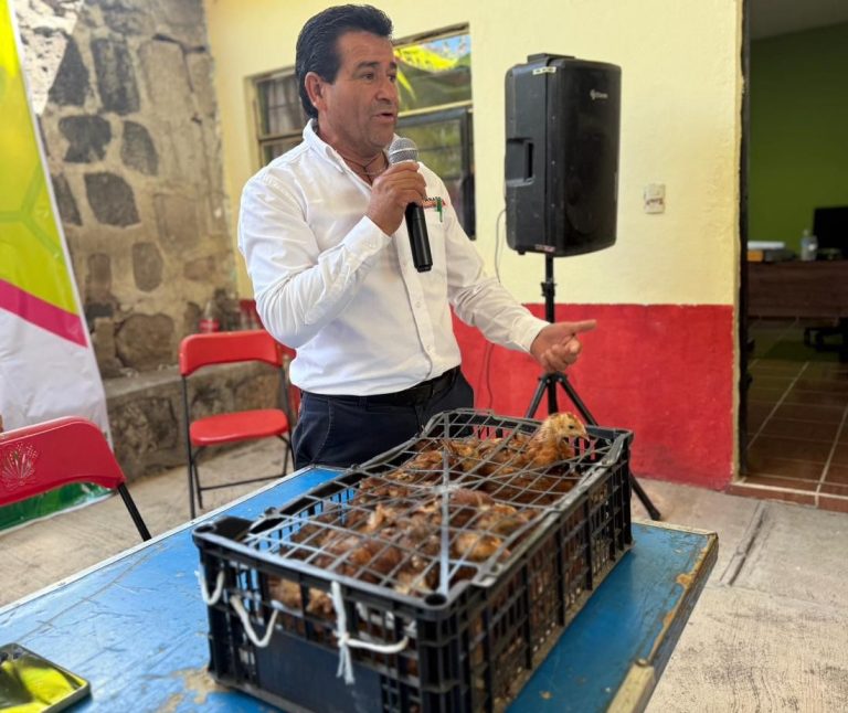 Impulsa Tarímbaro la economía familiar con entrega de pollitas de doble propósito