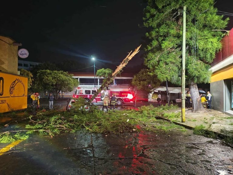 Árbol cae sobre auto en la colonia moreliana Cuauhtémoc; pareja sufre leves golpes 