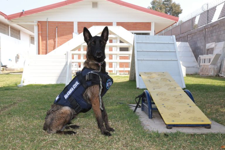 Binomios caninos de la GC, aliados en el combate a la delincuencia