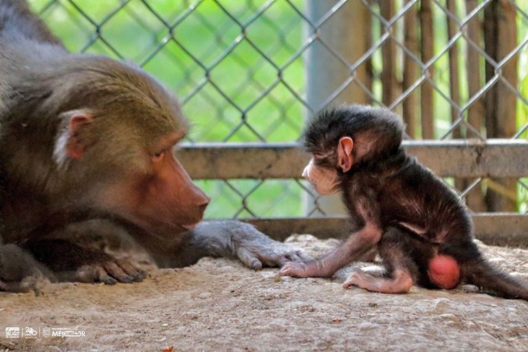 En lo que va del año el Zoológico ha recibido 61 nacimientos 