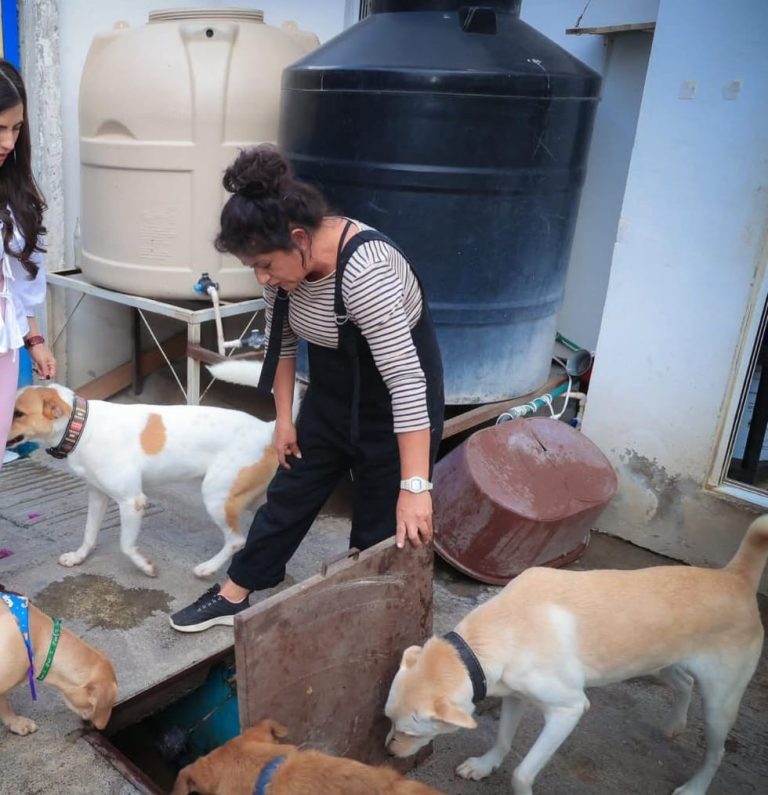  Fuegos pirotécnicos disparan 70 % reportes de perros extraviados