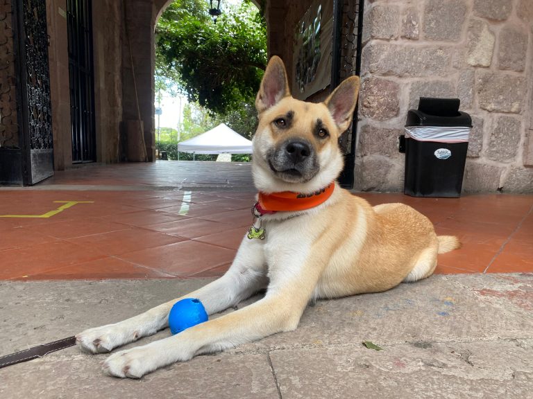 Morelia vivirá un fin de semana peludo con Rescatistas Independientes de Michoacán