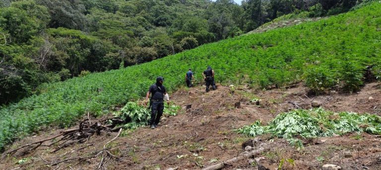 En Tuzantla, incineran más de mil 820 kilogramos de marihuana