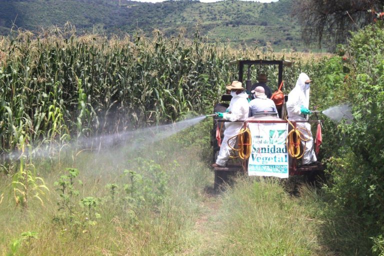 Más de 200 hectáreas fueron fumigadas, beneficiando a más de 50 productores de la tenencia de Capula
