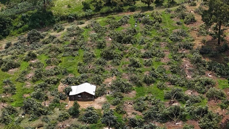 Ejecuta Ejido San Rafael Tecario reparación del daño en Michoacán; retira plantación ilegal de aguacate en Tacámbaro