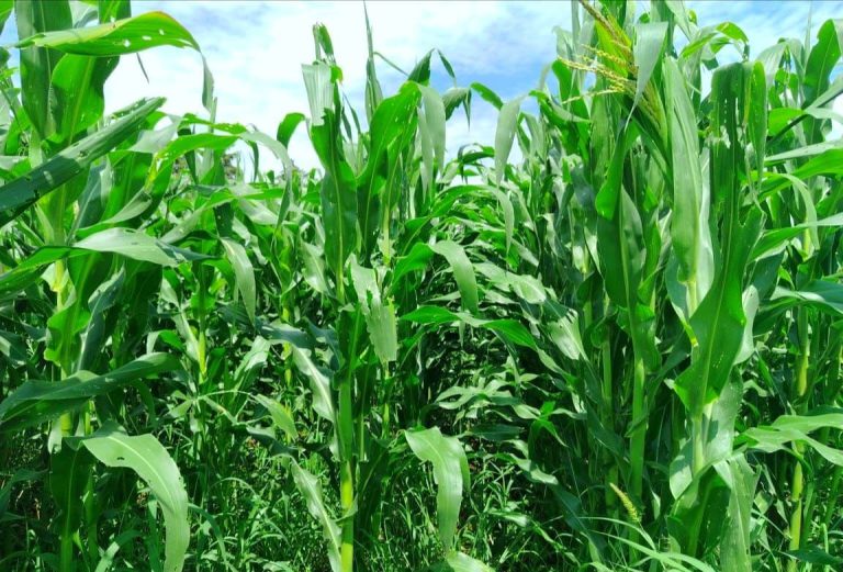 Cosechan autosuficiencia alimentaria en el municipio de Nuevo Urecho