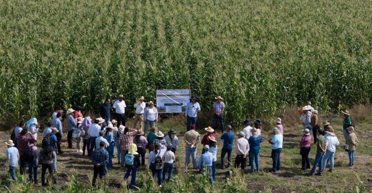 Impulsan soberanía alimentaria a través de técnicas agroecológicas