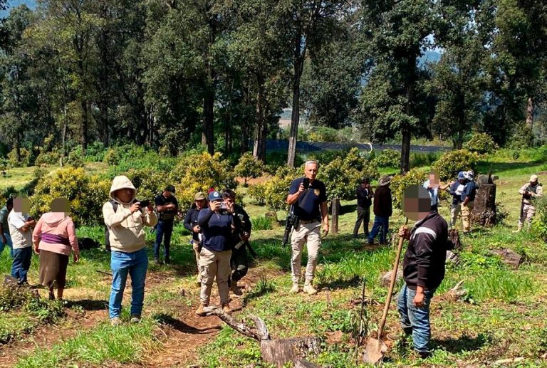 En Los Reyes, desmantelan huerta de aguacate por establecimiento irregular