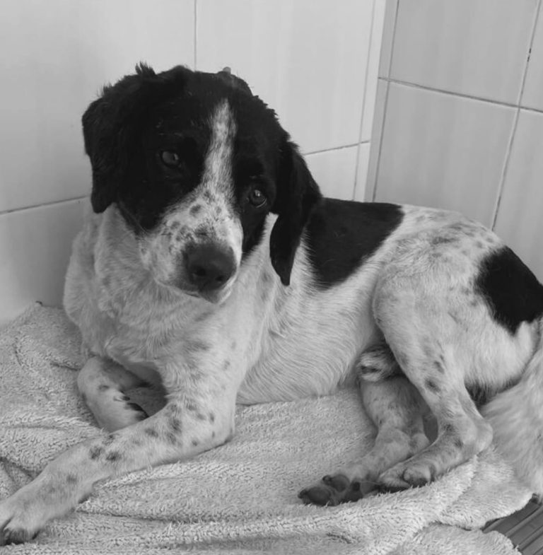 Este martes, primer juicio por crueldad animal en Zitácuaro: el caso de “Huesitos” sienta precedente legal