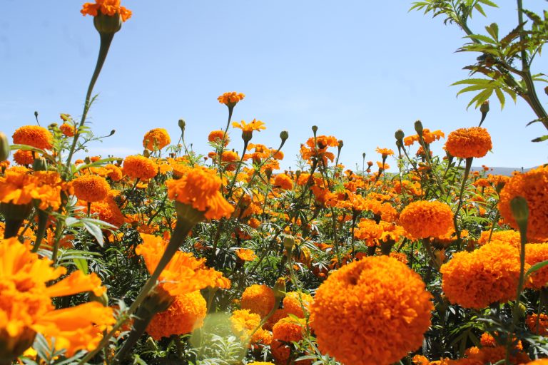 Flor de Cempasúchil de Copándaro, 15 años de ornamentar espacios públicos en Morelia