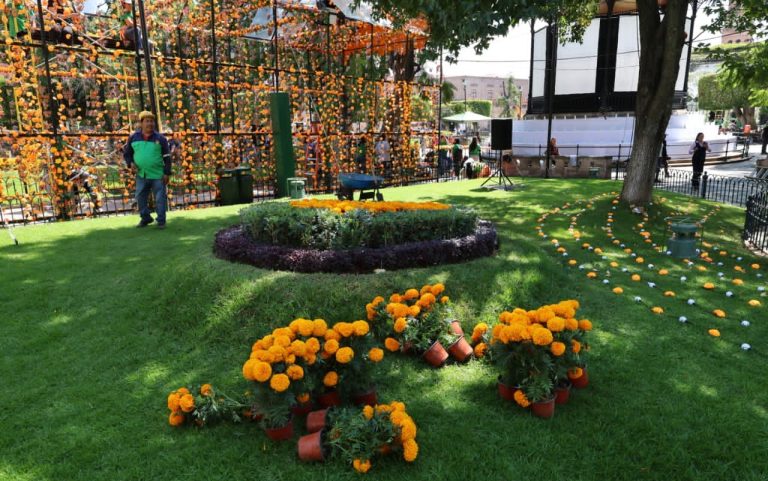 Inversión de 400 mil pesos para colocar 12 mil 500 plantas de cempasúchil en espacios públicos de Morelia