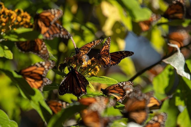 Reserva de la Biosfera Mariposa Monarca cumple 18 años como Patrimonio Mundial