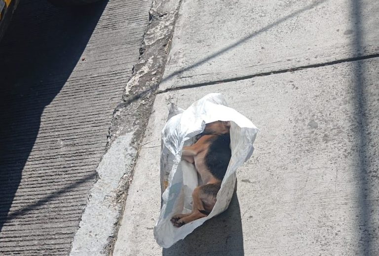 Asociaciones animalistas piden a Congreso eliminar tibieza legal ante envenenamientos masivos en Michoacán