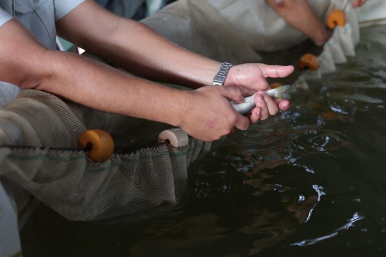 Indicación Geográfica protege origen del pez blanco y pesca ancestral