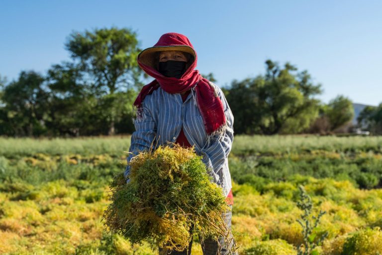 Reconocen a las mujeres rurales, por su aporte en la economía local