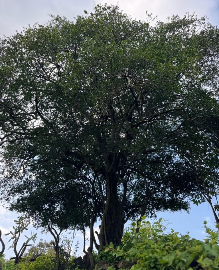 Producidos en vivero, más de 400 árboles de zapote prieto para su preservación