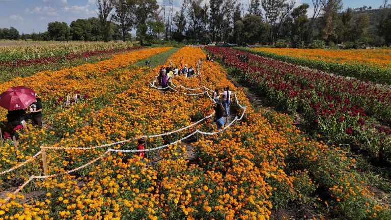 Disfrutaron familias de la Fiesta de la Flor de Cempasúchil 2025 en Tarímbaro