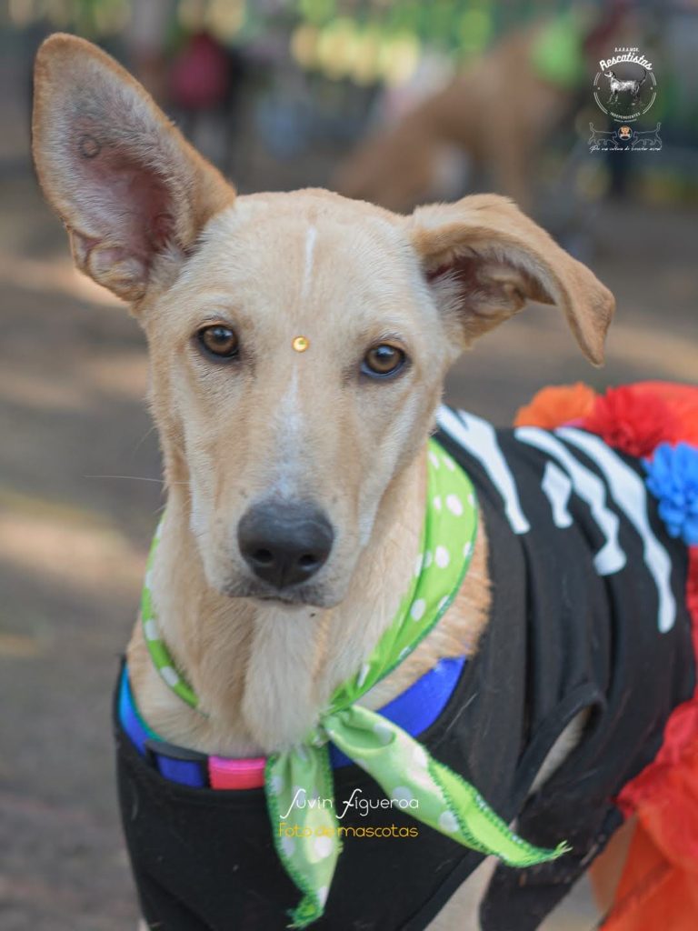 Michis y lomitos entrevistarán a sus futuros humanos en feria de adopción de Rescatistas Independientes