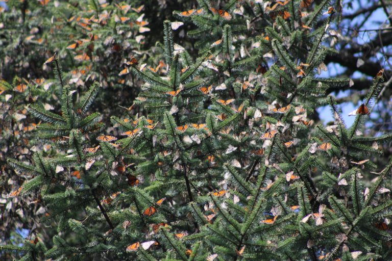 Inaugurada la temporada de santuarios de la Mariposa Monarca en Michoacán