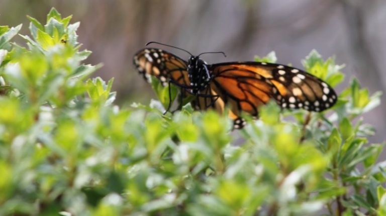 Llaman a vivir la magia de la Mariposa Monarca