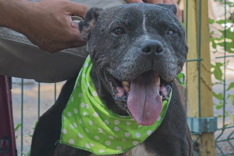 Sustraen de una veterinaria a pitbull sobreviviente de maltrato