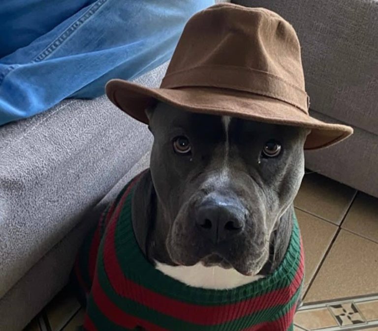 Lanzan venta de huevos para comprar comida para perros