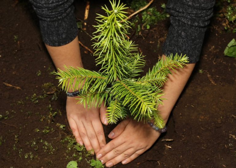 Reforestadas más de 2 mil hectáreas en la Reserva de la Biosfera de la Mariposa Monarca
