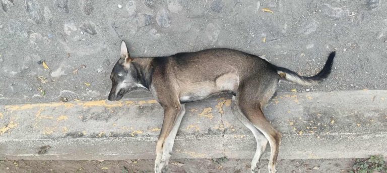 Apatzingán y Nueva Italia registran nuevo envenenamiento; colectivos demandan justicia y cárcel para agresores