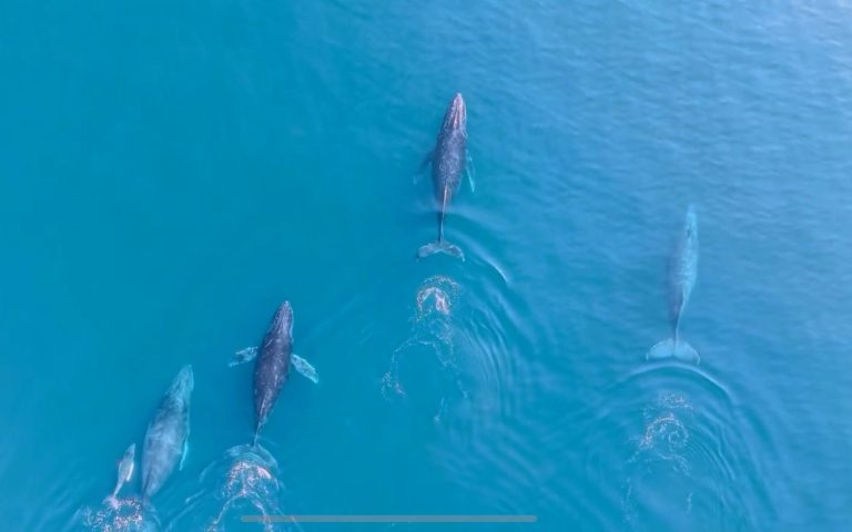 Regresan las ballenas jorobadas al Pacífico michoacano