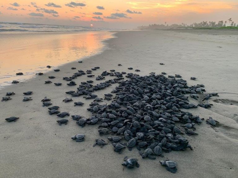 Campamentos tortugueros liberan más de 500 mil crías en un mes
