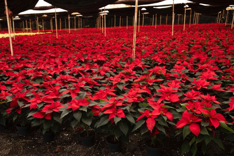 Michoacán, segundo mayor productor de Nochebuena en México