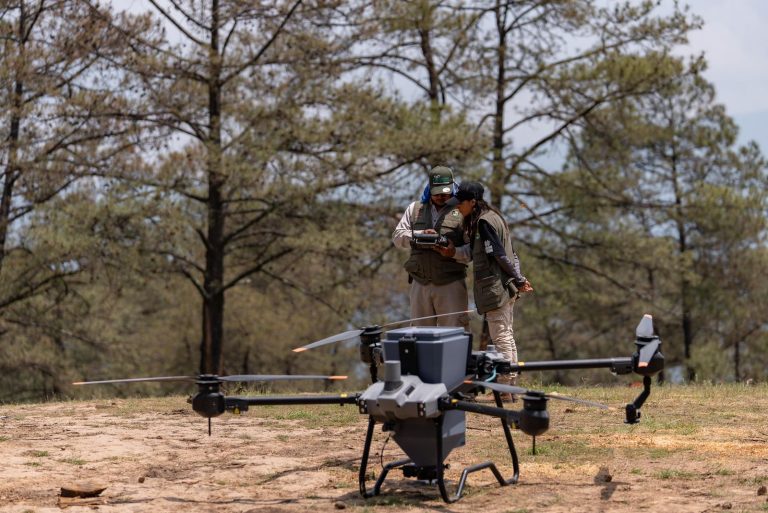 Bosques se fortalecieron con 360 mil semillas dispersadas vía dron en reforestación 2025: Cofom