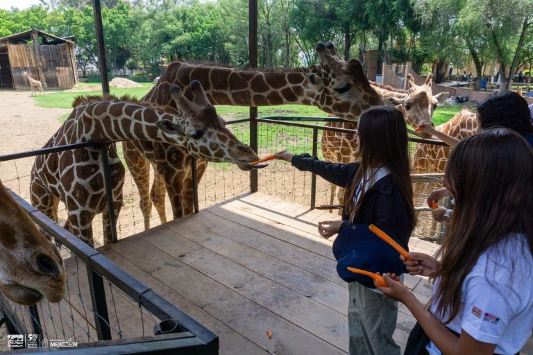 Invita Zoológico de Morelia a disfrutar de sus instalaciones en vacaciones decembrinas