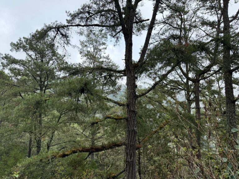 Inician rescate del Pino de Coalcomán, especie única en el mundo