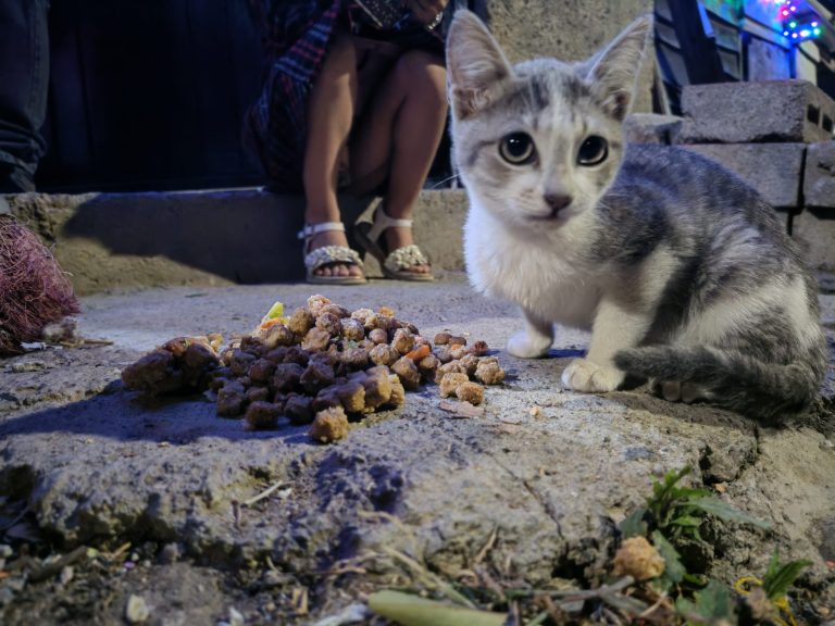 Michoacán plantea el Día de los Seres Sintientes