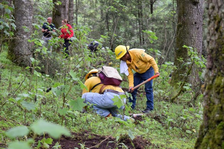 Michoacán alcanza meta histórica con más de 10 millones de árboles plantados en 2025