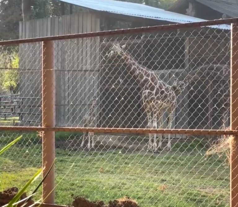 Hay nueva jirafa en el Zoo de Morelia