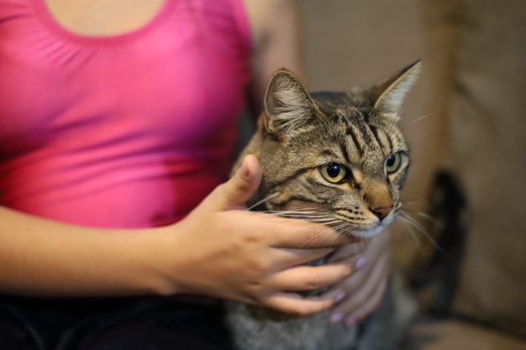 Más de 23 mil mascotas esterilizadas en Michoacán durante 2025: SSM