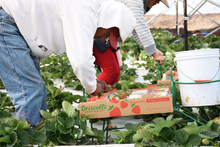 Michoacán se reafirma como líder agroexportador; registró 1,289 mdd en el tercer trimestre: Sedeco