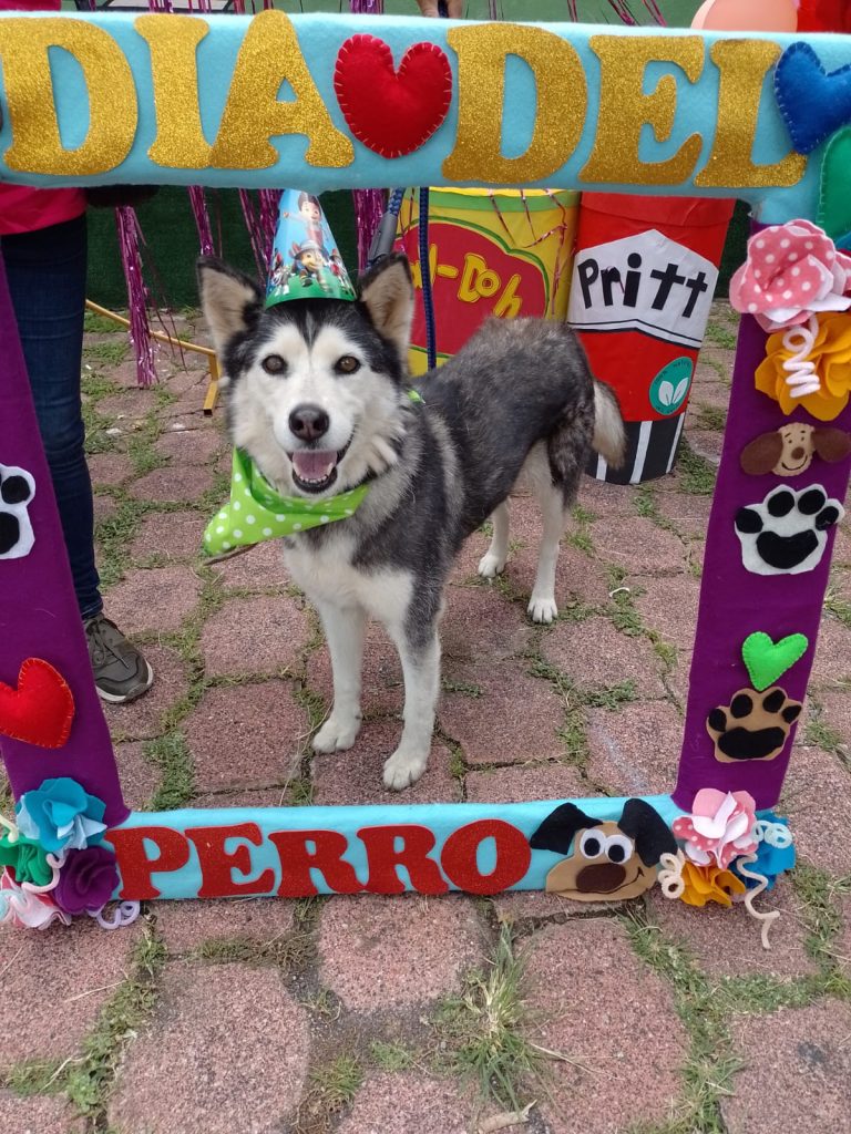 Este domingo, rescatistas independientes ofrecerán feria de adopción y servicios veterinarios accesibles