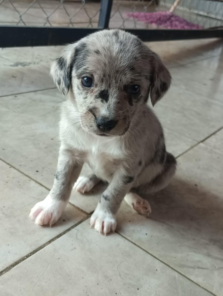 Anuncia Rescatistas Independientes su primera feria de adopción 2026