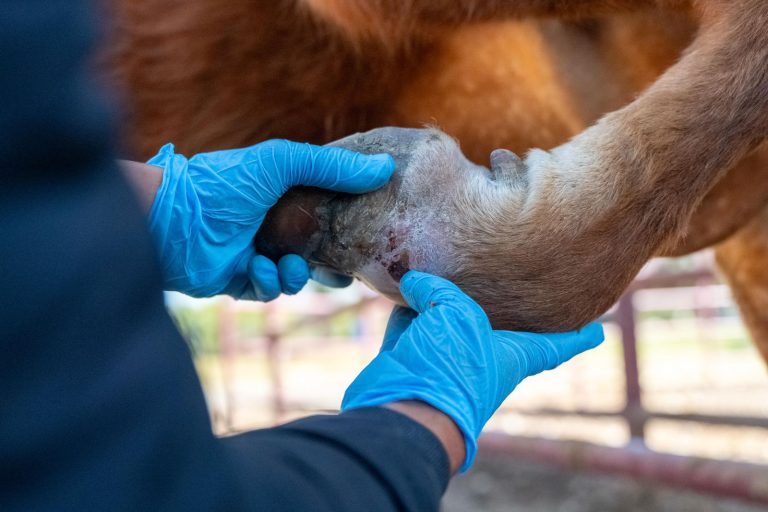 Detectan primer caso de gusano barrenador en Villa Madero: Sader