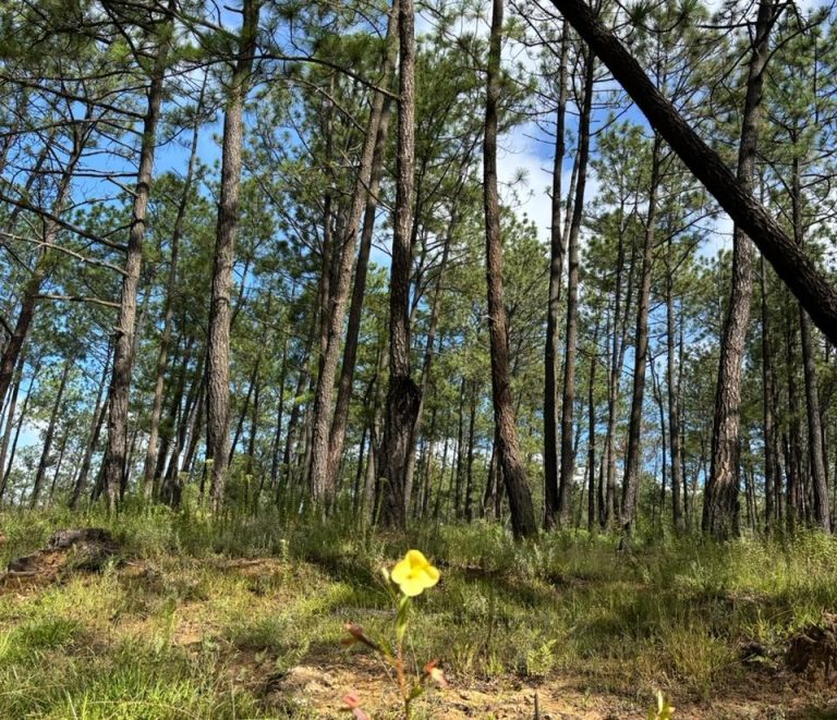 Árboles, la clave para conocer la historia de la contaminación: investigadores de la UNAM Morelia