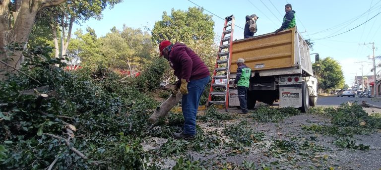 Refuerza Servicios Públicos la seguridad y el entorno urbano con poda de árboles en Calzada La Huerta